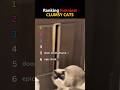 Funniest Clumsy Cats Ranked! 🐈‍⬛ pt.2 #funny #cat