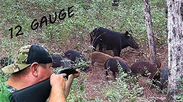 WILD HOG HUNTING with 12 GAUGE SHOTGUN!