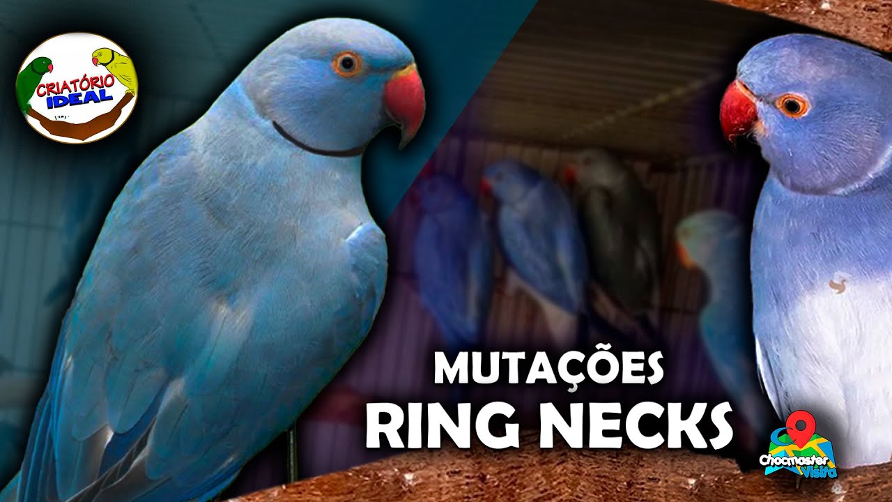 Mutações de ring necks do Criatório Ideal:  Reprodução e Genética | Série Chocmaster Ep. 3