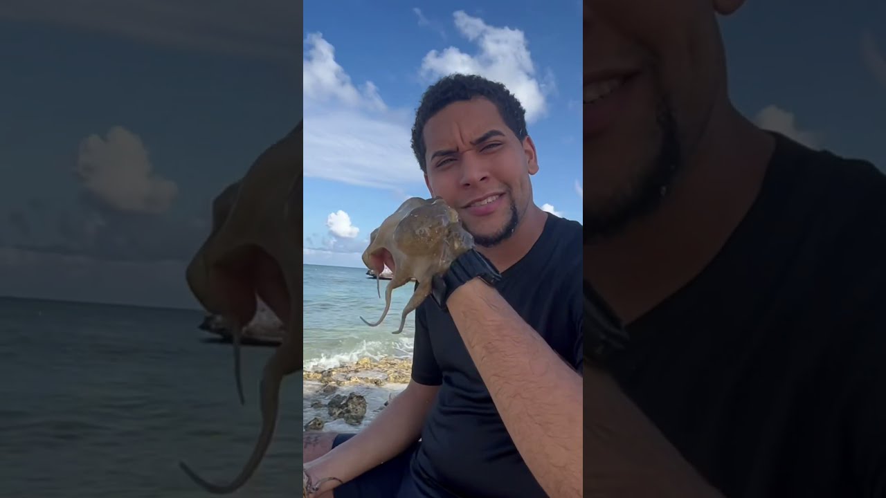 Sticky Octopus 
