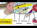 enfermedad VEJIGA NATATORIA/TRATAMIENTO como curarlo