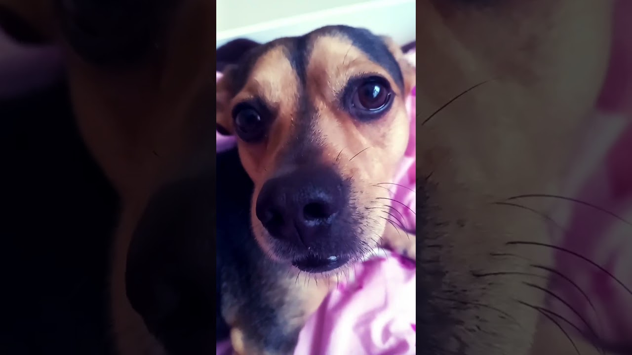 Święty Mikołaj wśród psów 