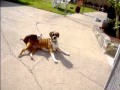 Chihuahua (Poncho) Mating w/ boxer  (Sugar)!!