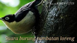 Suara Masteran - Burung Rambatan Loreng