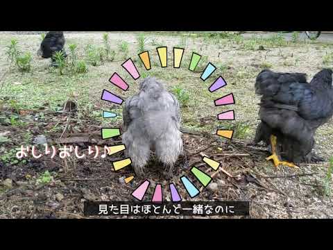 世界最大級鶏ブラマ#8孵化から約80日経過、BGMで母娘の会話も流れています。 - YouTube