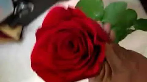 ¿Cuando un hombre te envía rosas rojas?