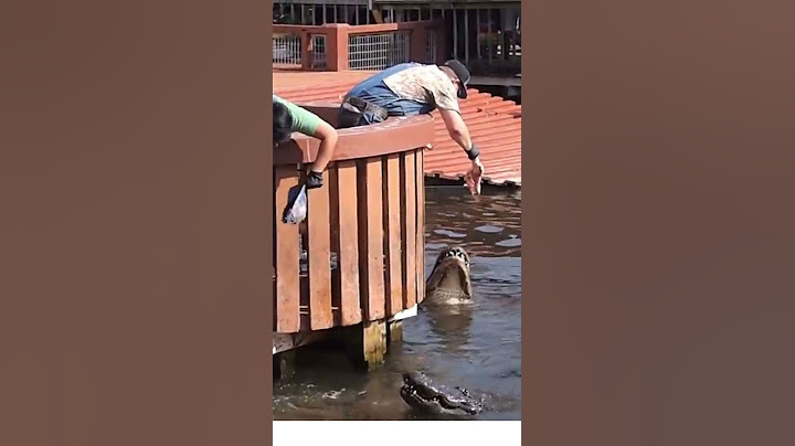 Alimentando CROCODILOS gigantes e ferozes - Parque temático GATORLAND em Orlando na Florida #shorts