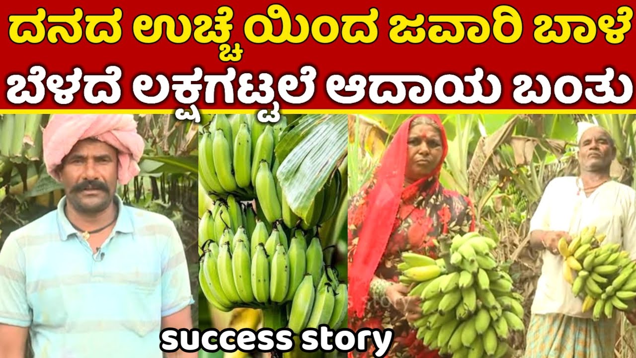 ದನದ ಉಚ್ಚೆಯಿಂದ ಜವಾರಿ ಬಾಳೆ ಬೆಳೆದು ಲಕ್ಷ ಗಟ್ಟಲೆ ಗಳಿಕೆ ರೈತನ ಸ್ಫೂರ್ತಿದಾಯಕ ಕಥೆ | formar success story