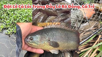 Phần 15 - Đặt lờ cá lóc trúng đầy lờ rô đồng, cá trê xem cực mê