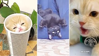 배꼽빠짐 주의! 😻 꿀잼 웃기는 고양이들 | 재미있는 고양이 영상 Funny Cats Videos