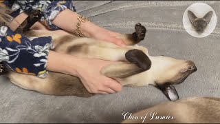 My cats love affection as much as they love delicious food 😊👍😊 massage for cat | oriental cat 😊 by Clan of Lumier 308 views 1 month ago 38 seconds