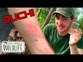 MOST Painful ANT STING In TEXAS? STUNG by Pachycondyla harpax!