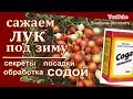 САЖАЕМ ЛУК под ЗИМУ..   КОГДА и КАК САЖАТЬ ЛУК ОСЕНЬЮ.. СУПЕР СПОСОБ..ОБРАБОТКА ПИЩЕВОЙ СОДОЙ..