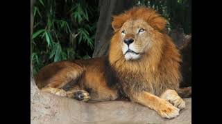 Anan Lion Sound Effects