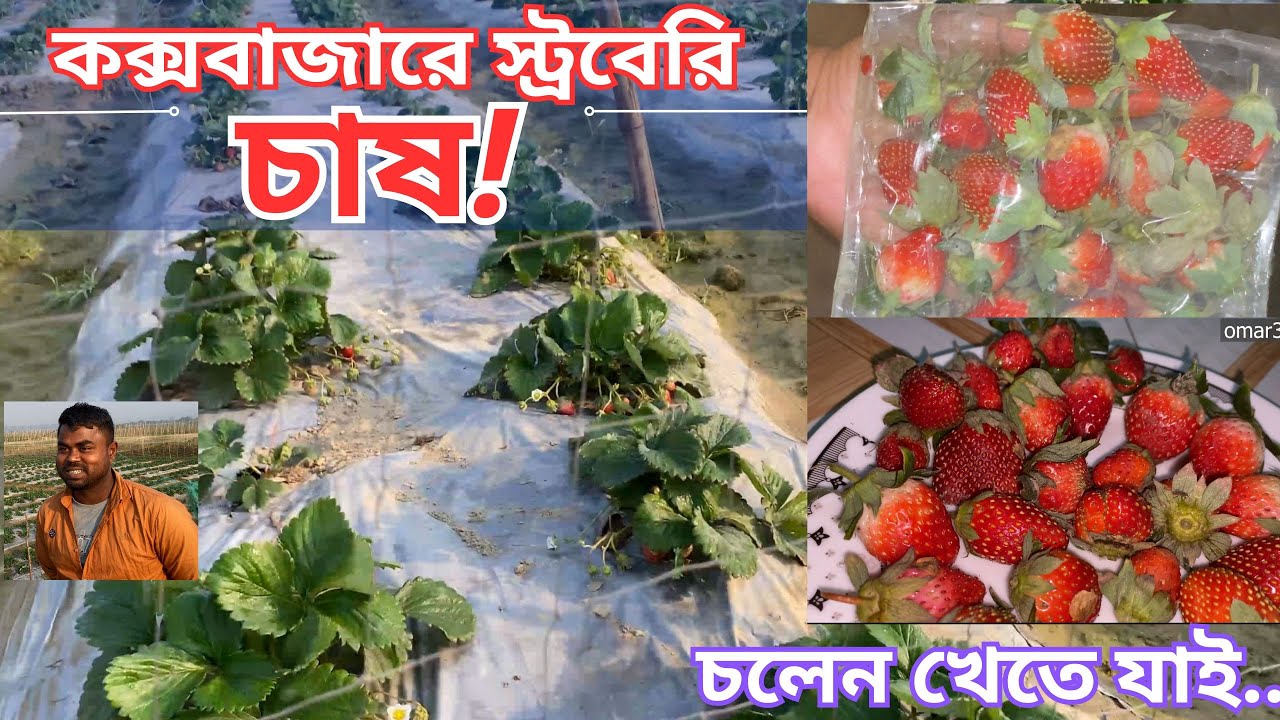 কক্সবাজারে স্ট্রবেরি চাষ। নিজ হাতে এই বিদেশী তুলে খেতে চলুন ঘুরে আসি। 