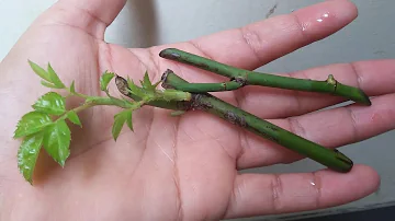 ¿Dónde está el tallo en una flor?