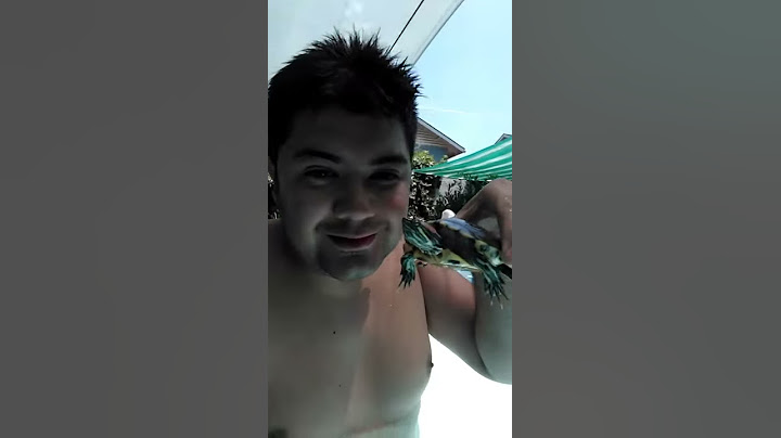 Piscina con tortuga