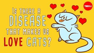 Is There A Disease That Makes Us Love Cats - Jaap De Roode