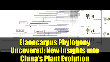 Elaeocarpus Phylogeny Uncovered: New Insights into China