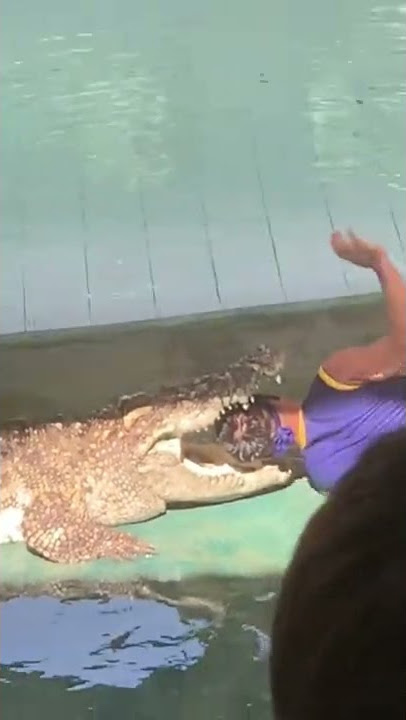 🐊