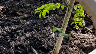 Honey Locust Tree Transplanting - Timelapse