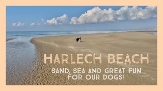 Harlech Beach | Walk with our Dogs | Eryri (Snowdonia) | North Wales | UK