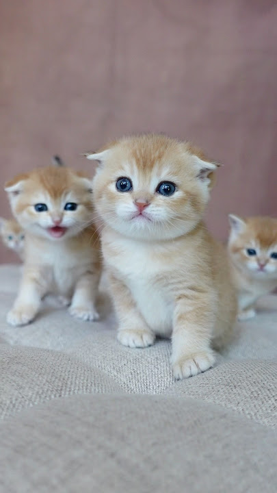 Piu-piu-piu🧨#goldenwhiskerscattery #cuteness #kittens #scottishfold #scottishstraight #ny11 #ny12