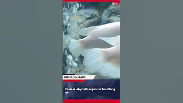 Giant Gourami: The Largest Species of Gourami