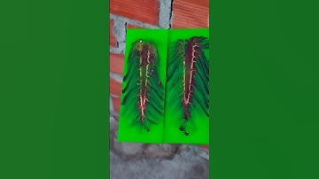 ốp cán dao epoxy quả thông màu xanh