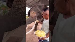 ทุเรียนถาดใหญ่ๆให้มหาเฮงจ้า A Big Tray Of Durian Gives You Great Luck. #มาแรง #ช้างแสนรู้