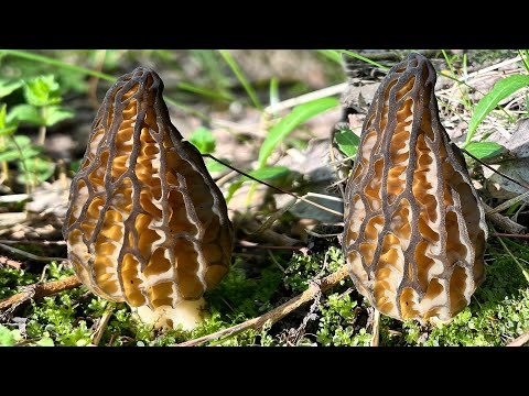 Видео: ГРИБЫ СМОРЧКИ - ЛЕСНЫЕ ДЕЛИКАТЕСЫ! Собираем и готовим сморчки.