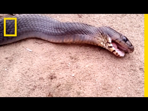 Videó: Hogy hívják a csuklyás kígyót?