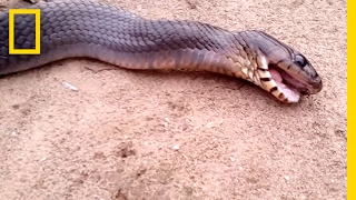 Watch: Snake \\