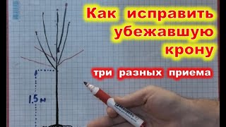 Как ИСПРАВИТЬ убежавшую КРОНУ молодого дерева. Переформировка черешни, груши, абрикоса.