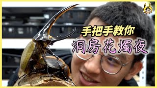 【飼育屋】長戟大兜蟲相親大長戟飼育變虎克船長