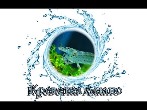 Креветка Амано (Caridina multidentata или Amano Shrimp или Caridina japonica)