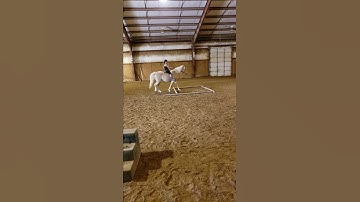 Clicker training horses