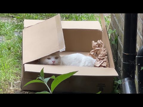The king of the box revealed
