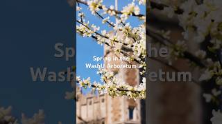 Spring Sync - Blossoms, Bees, and Campus Trees #campus #arboretum #education