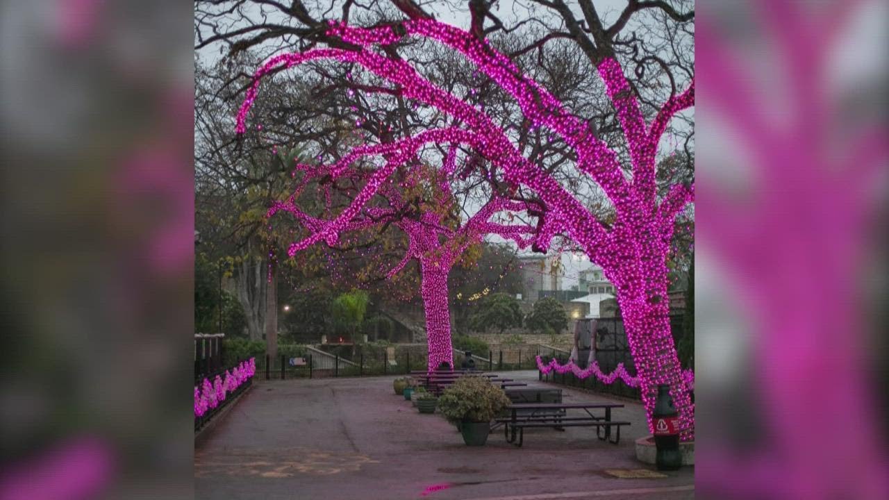 San Antonio Zoo getting ready for Zoo Lights YouTube