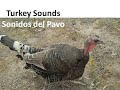 Descargar 🦃 Turkey Call, Bird Sounds, Animal Talk - Sonido del Pavo, Llamada Pájaros, Animales - Unair Online Descargar 🦃 Turkey Call, Bird Sounds, Animal Talk - Sonido del Pavo, Llamada Pájaros, Animales - Unair Online