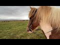 Ísland 🇮🇸 2020 Hochlandtour mit Hestasport Tag 3