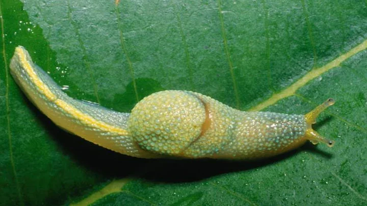 Borneo Ninja Slug - Animal of the Week