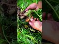 Easy way to cultivate carrots in a mini garden with organic fertilization #shorts