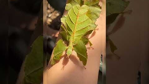 unique grasshopper that looks like a leaf #shorts #animals #viral