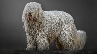 7 Ways Komondor Are Different From Other Dogs