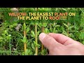 Willows, The Easiest Plant to Root! Plant Propagation for Willows (Salix)