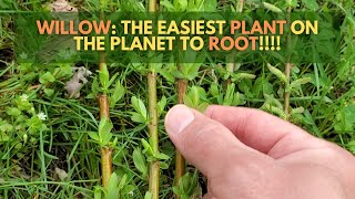 Willows, The Easiest Plant to Root! Plant Propagation for Willows (Salix)