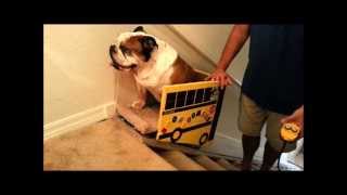 diy stair lift for dogs