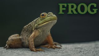 10 hours of silence occasionally broken by FROG
